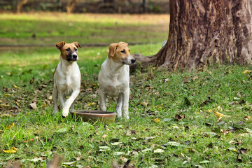 Smooth fox terrier breed of dog being alert while drinking water in the public park in New Delhi, India