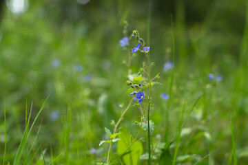 Veronica chamaedrys. Blue little forest flowers in green grass on a summer day. Blurred background.