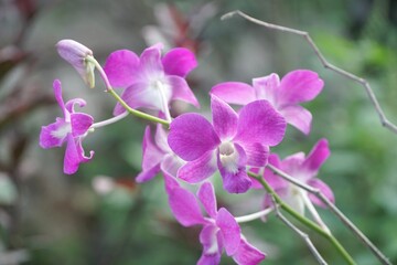 Naklejka na ściany i meble orchid flower in nature garden