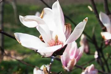 Magnolia flower. Candid.