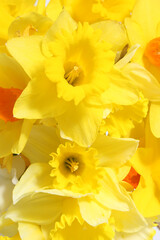 A close up photograph of a bunch of yellow and orange daffodils