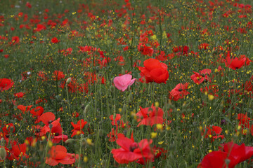 Fototapeta premium Lots of corn poppy flowers growing together in an open field
