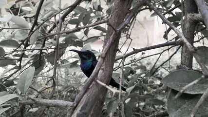 tiny bluish green color migrating bird called hummingbird in black and white background