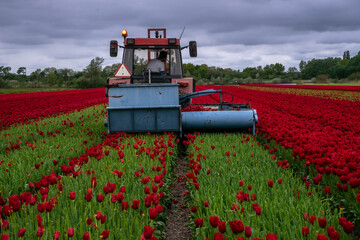 Tractor collecting poppies in Netherlands