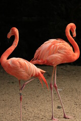 flamants roses