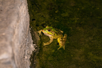 The river amphibian  frog sits at night in shallow water in the Golan Heights, in northern Israel