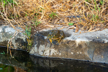 Amphibian  river frog sits in the morning on the river bank in the Golan Heights, in northern Israel