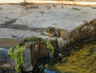 Amphibian  river frog sits in the morning on the river bank in the Golan Heights, in northern Israel