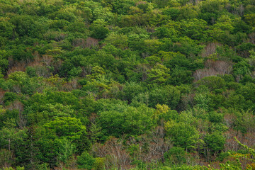 The view on a green trees on Cape Breton Island on Nova Scotia