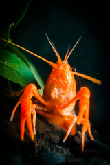 Closeup orange shrimp in dark background