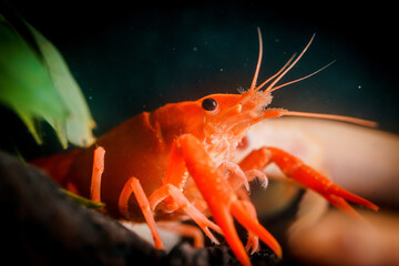 Closeup orange shrimp in dark background