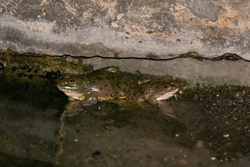Two river amphibians  frogs sit at night in shallow water on the Golan Heights, in northern Israel