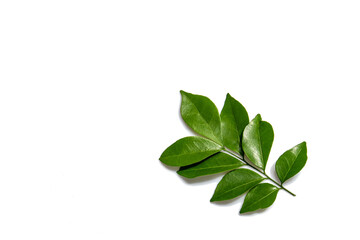 Fresh green leaves branch isolated on white background.