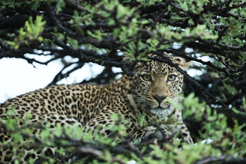 A leopard in savannah in kenya