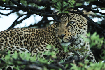 Fototapeta na wymiar A leopard in savannah in kenya