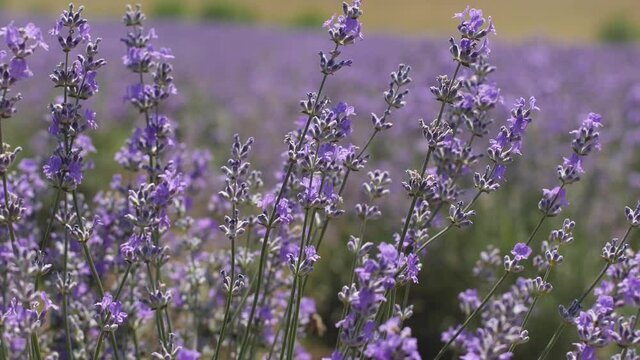 Lavender field in rows of blooming lavender Provence France. Beautiful flowers lilac lavadna aroma oil. Close-up
