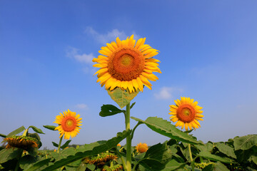 Sunflowers on a farm, China