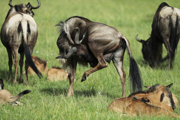 Group of wildebeest in savannah