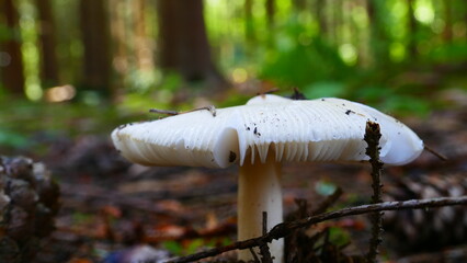 Wald