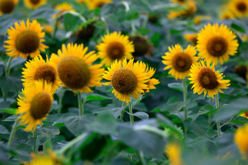Obraz premium Sunflowers on a farm, China