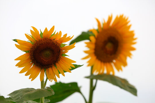 Sunflowers on a farm, China © zhang yongxin