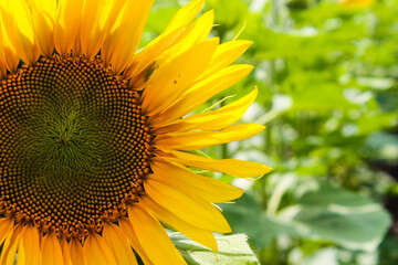 sunflower close up