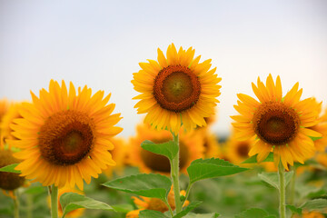 Fototapeta premium Sunflowers on a farm, China