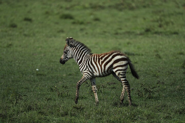 Fototapeta na wymiar zebra in savannah in kenya