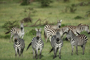 Fototapeta na wymiar zebra in savannah in kenya