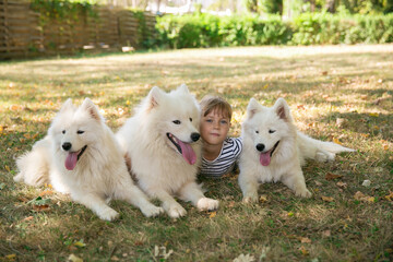 little cute girl with big white dogs. pets