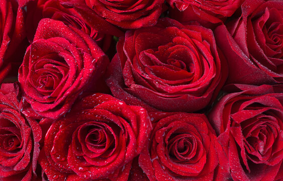 Background of vibrant red roses close up