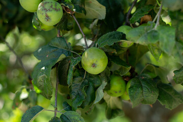Obraz premium apple orchard with apples in summer