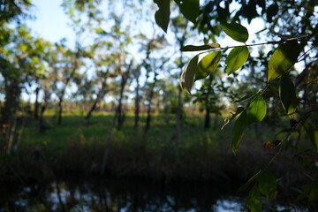 Green leaves in front of forest