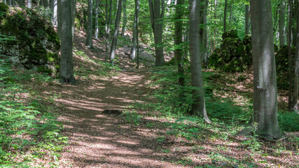 leśna ścieżka © Mariusz Sowula