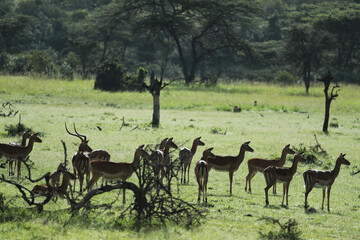 Naklejka na ściany i meble Group of impala in savannah
