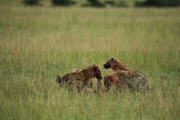 a hyena in savannah in kenya