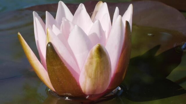 Close-up time lapse of pink water lily blooming in pond. Lotus flower head fast opening in timelapse. Nymphaea aquatic plant blossom in water from bud.	