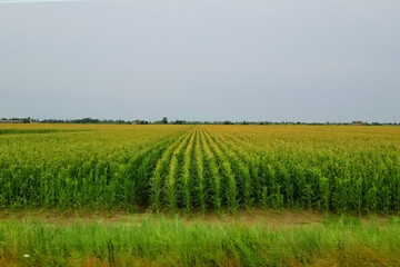 Field of vegetables in Italy 