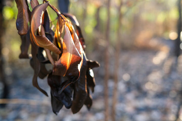 Australian bush after a bushfire in the Northern Territory of Australia