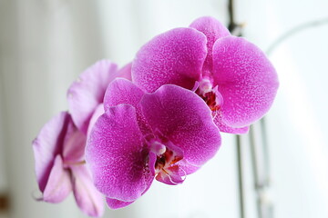Beautiful purple flowers of a domestic Orchid