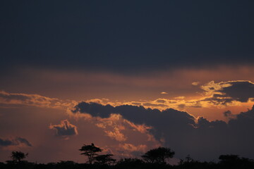 Sunset in savannah in kenya