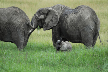 Group of elephants in kenya