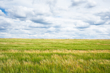 Cereal field in windy day. France. Selected focus. Beautiful nature agricultural landscape background.
