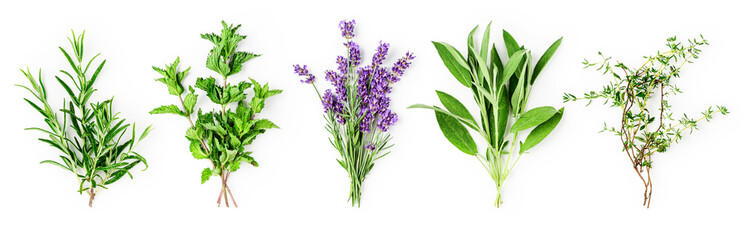 Rosemary, mint, lavender, sage and thyme collection - obrazy, fototapety, plakaty