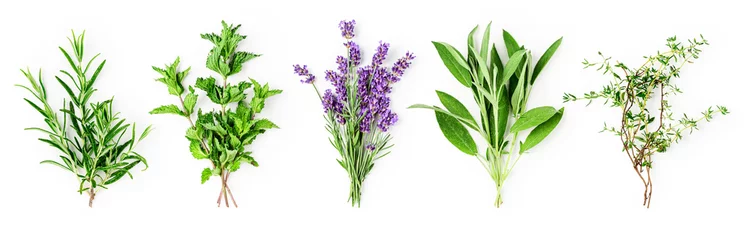 Fototapeten Rosemary, mint, lavender, sage and thyme collection © ifiStudio