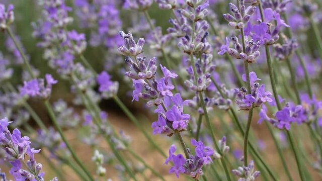 Lavender field in rows of blooming lavender Provence France. Beautiful flowers lilac lavadna aroma oil. Close-up
