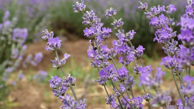 Lavender field in rows of blooming lavender Provence France. Beautiful flowers lilac lavadna aroma oil. Close-up
