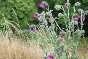 Beautiful wild thistle flowers in summer in a forest close-up. Blur effect