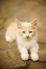 Naklejka na ściany i meble Portrait of a lovely beige fluffy kitten outdoors.