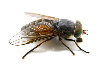 macro shoot of Big gadfly isolated on a white background,